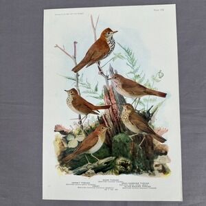 1936 Louis Fuertes  Wood Hermit Gray Olive Thrush Vintage Bird Book Plate Art